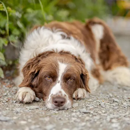 Serene Bantry Bay Retreat Semesterbostad Whiddy Island